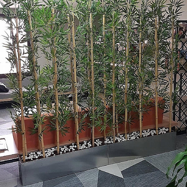 4 Dal Beyaz Phalaenopsis Orkide